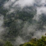 A breathtaking view of a mist-covered forest in Central Java, Indonesia.