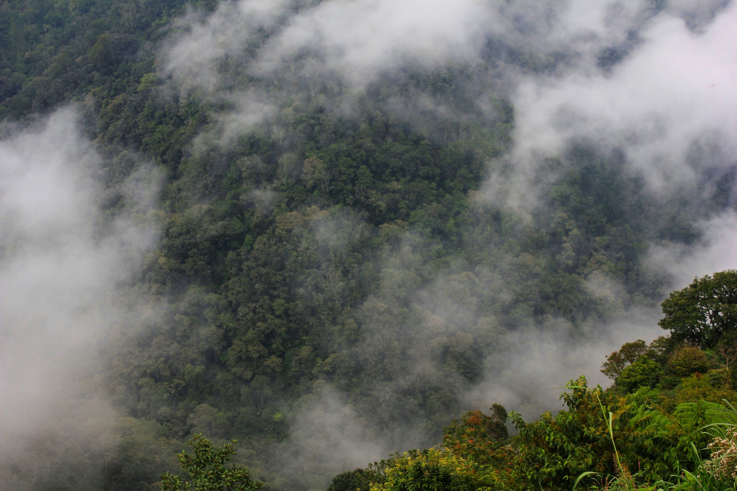 A breathtaking view of a mist-covered forest in Central Java, Indonesia.