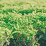 Vibrant tea leaves in a lush plantation field during daylight, showcasing natural growth.