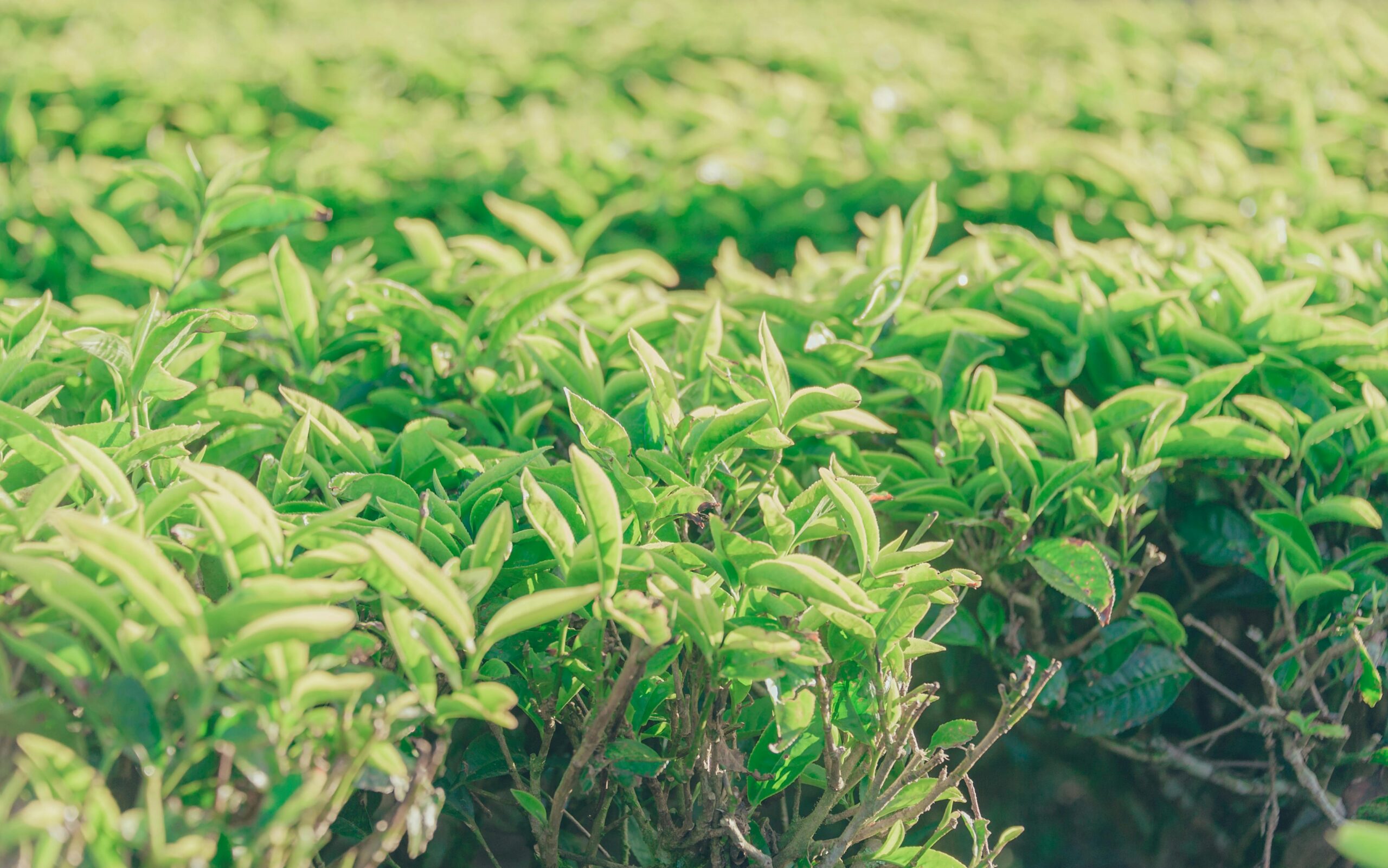 Vibrant tea leaves in a lush plantation field during daylight, showcasing natural growth.